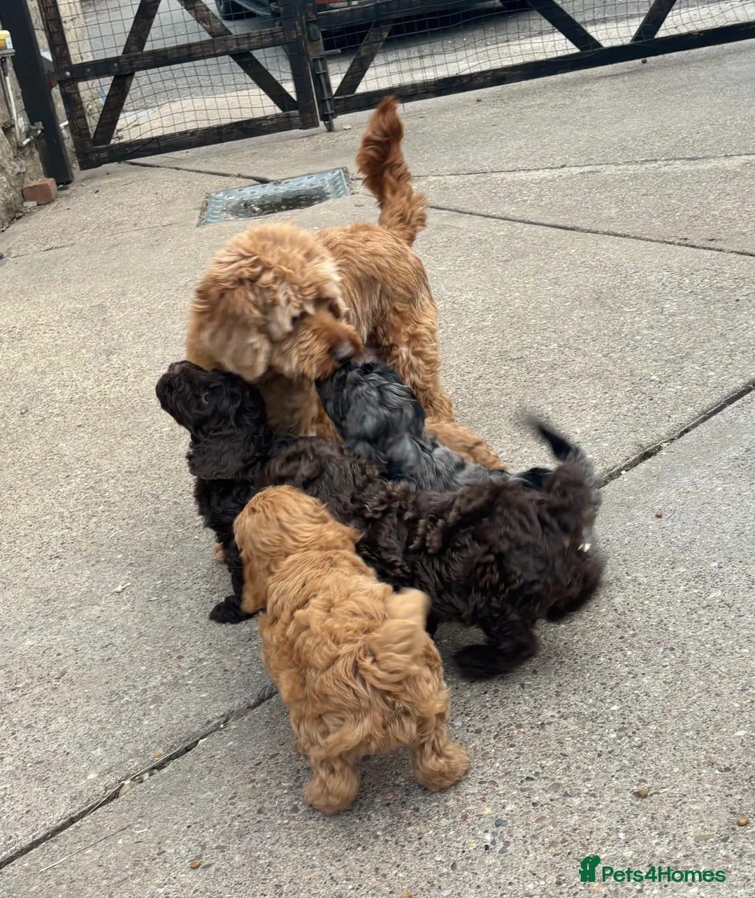 Cockapoo dogs for sale: My cockerpoo puppies - Advert 1