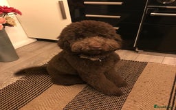 Labradoodle dogs for sale: Waiting List Now Open – Labradoodle Puppies! 🐾 - Image 11