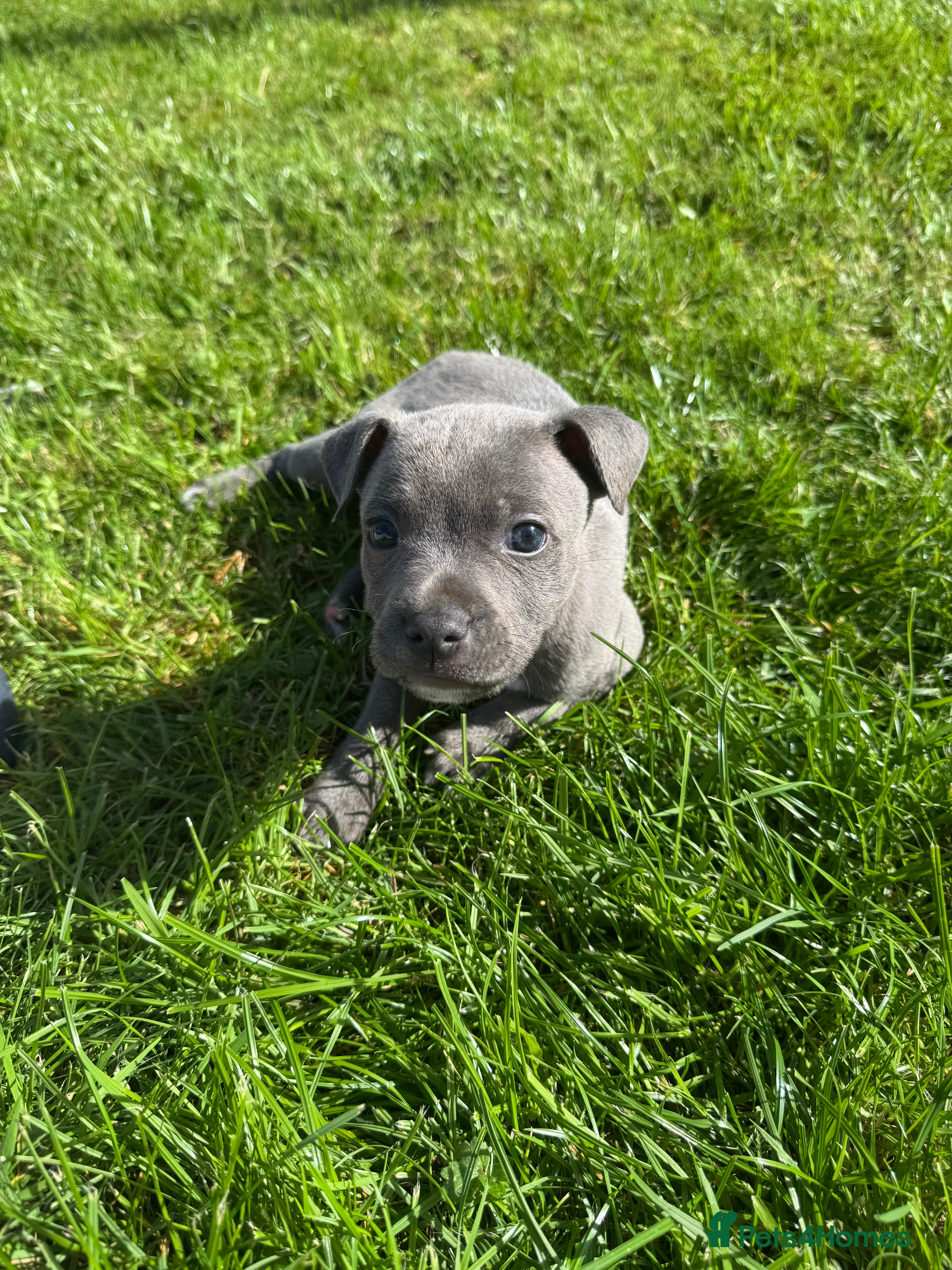Staffordshire Bull Terrier dogs 💙 GORGEOUS BLUE STAFFY PUPPIES💙🐾 - Advert 11
