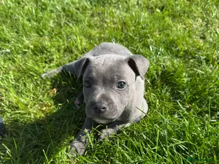 Staffordshire Bull Terrier dogs 💙 GORGEOUS BLUE STAFFY PUPPIES💙🐾 - Advert 11
