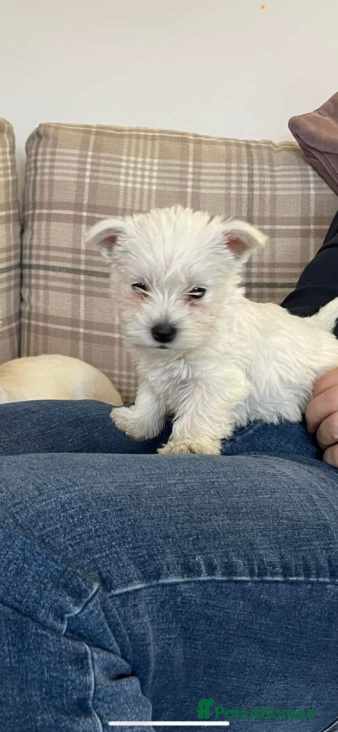 West Highland Terrier dogs for sale: Kc Westie pups  - Advert 4