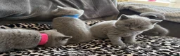 British Shorthair cats for sale: British shorthair kittens - Advert 19