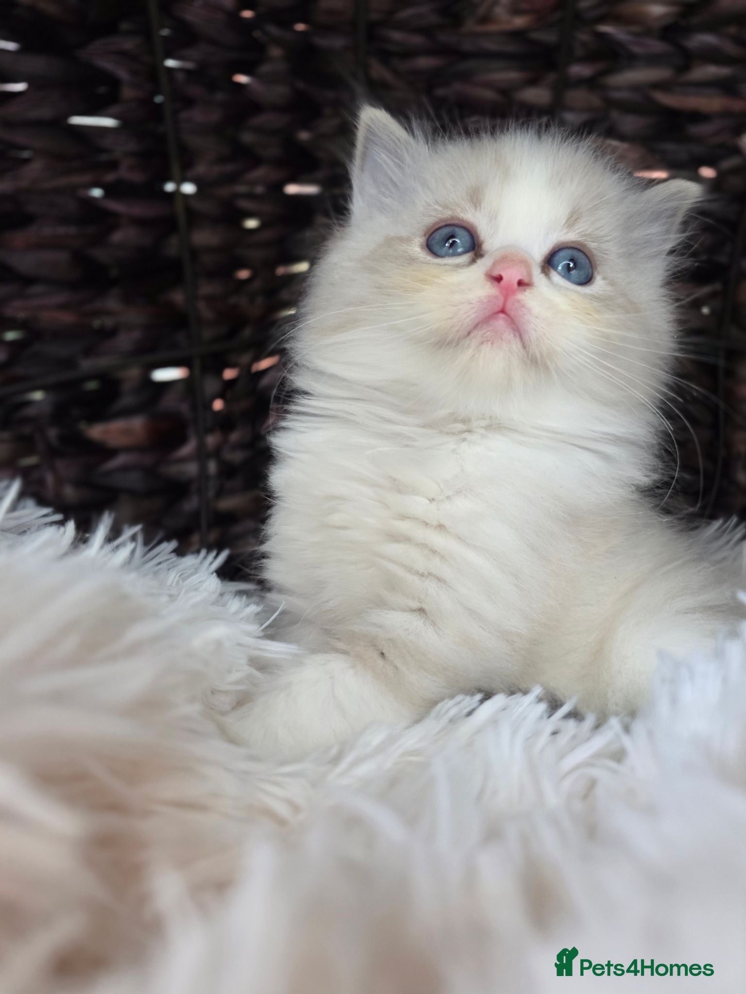 Ragdoll cats European babies. Champion🏆 lines. Tica registered - Advert 2