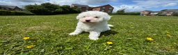 Bichon Frise dogs for sale: 🐾💕🩵Puppies looking for their forever homes!🏡🤍 in Shrewsbury - Advert 6