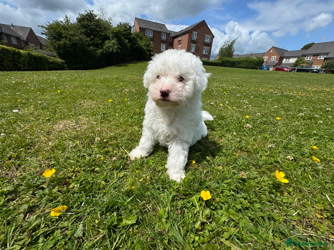 Bichon Frise dogs for sale: 🐾💕🩵Puppies looking for their forever homes!🏡🤍 in Shrewsbury - Advert 6