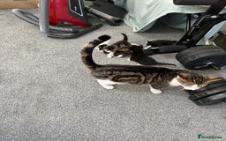 British Shorthair cats for sale: mixed tabby, black and white kittens  - Image 32