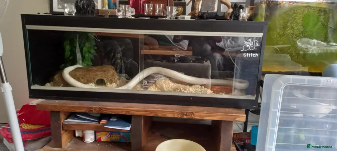 Corn Snake reptiles for sale: Large white corn snake  in Cardiff - Advert 7