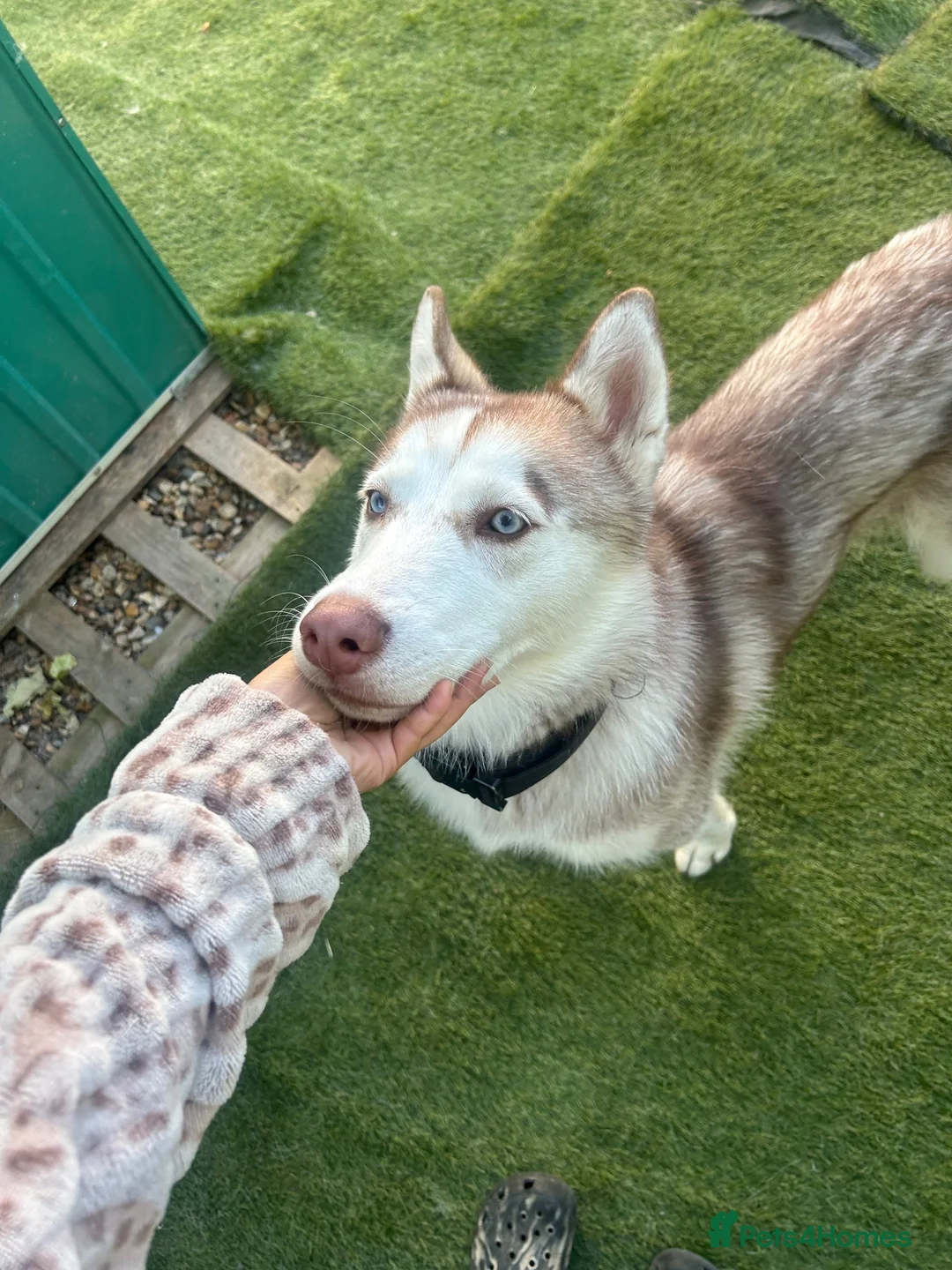 Siberian Husky dogs for sale: Full SiberianHusky Looking for a Loving Home - Advert 1