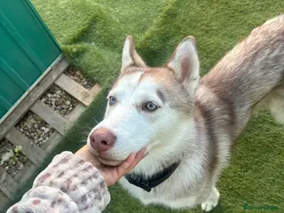 Siberian Husky dogs Full SiberianHusky Looking for a Loving Home - Advert 1