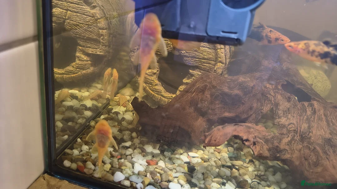 Mollies fish for sale: mollies (sold) and Albino Bristlenose Plecos  - Advert 1
