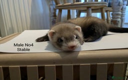 Ferret rodents for sale: Ferret Albino/sable - Image 4