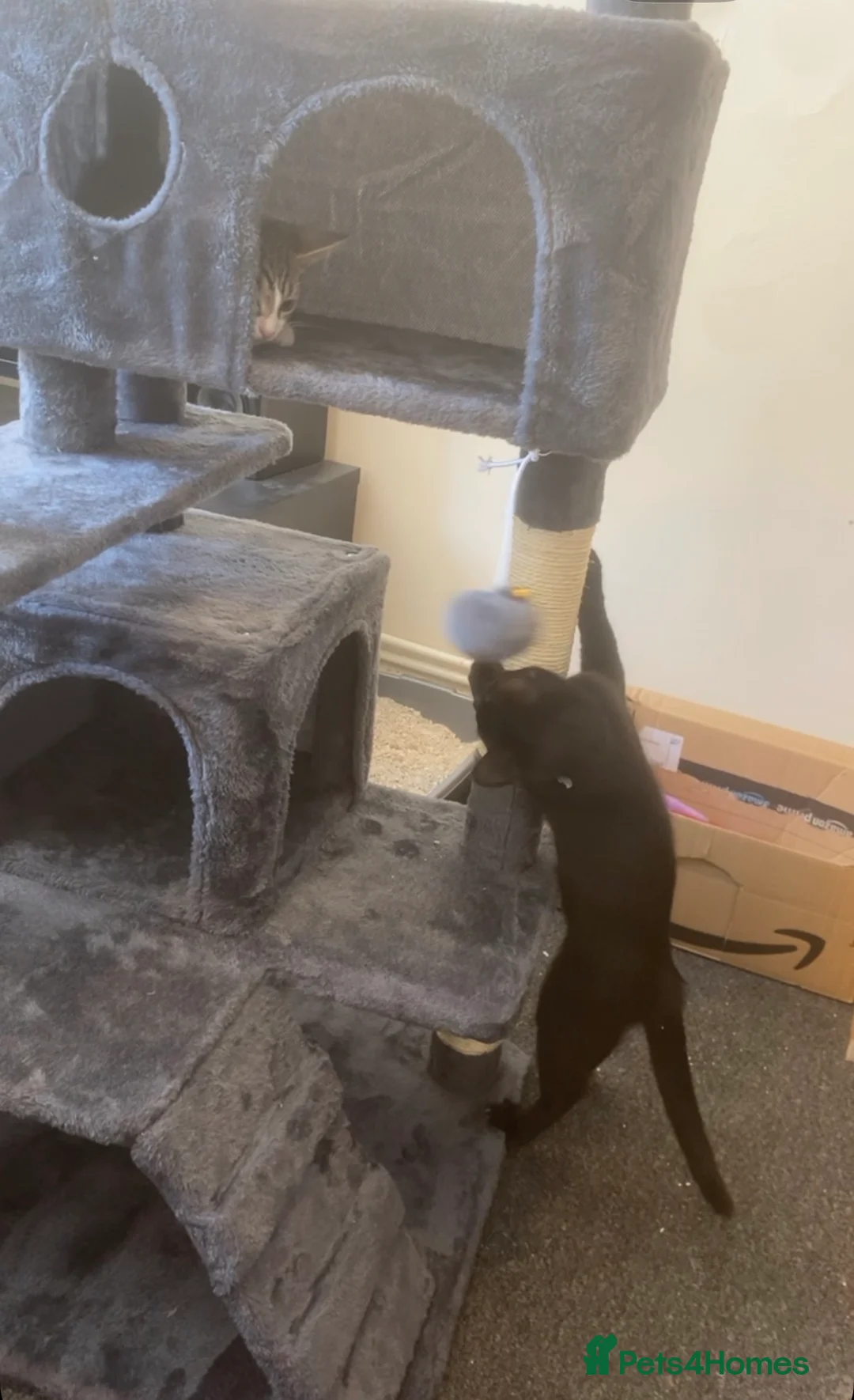 British Shorthair cats for sale: 2 kittens aged 4 and 5 months old in Nottingham - Advert 2