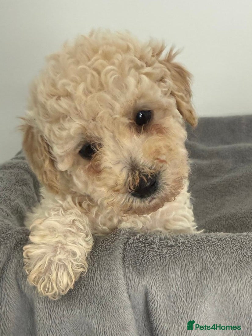 Mixed Breed dogs Unusual Café Au Lait Poodle Puppies - Advert 1