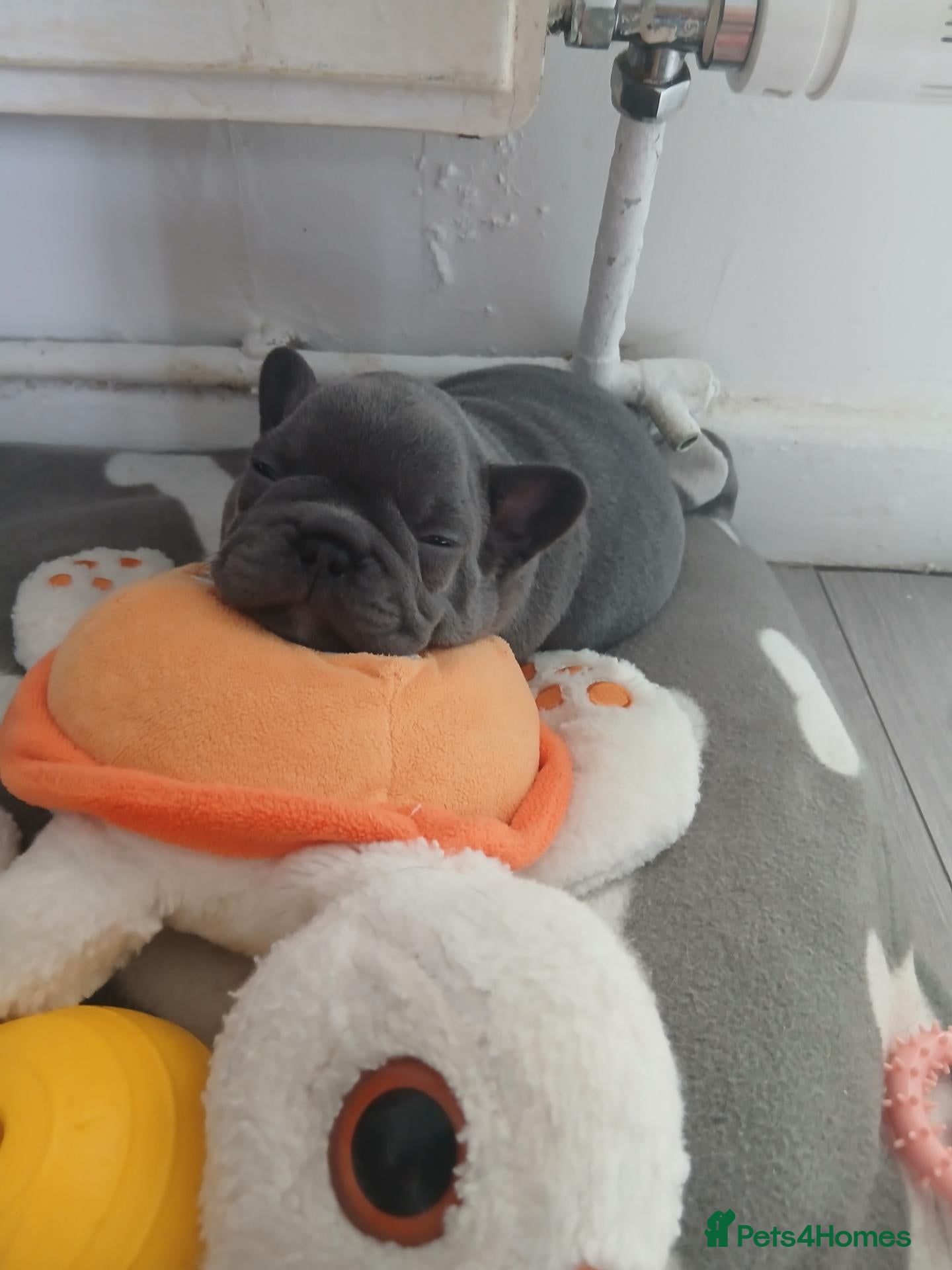 French Bulldog dogs French bulldog puppies, grey, cream and white - Advert 9