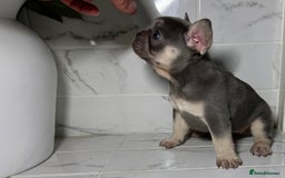 French Bulldog dogs for sale: 7 week old kC French bulldogs - Image 7