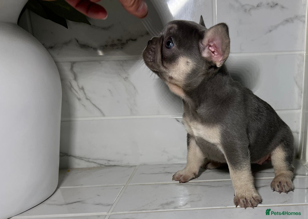 French Bulldog dogs for sale: 7 week old kC French bulldogs - Image 7