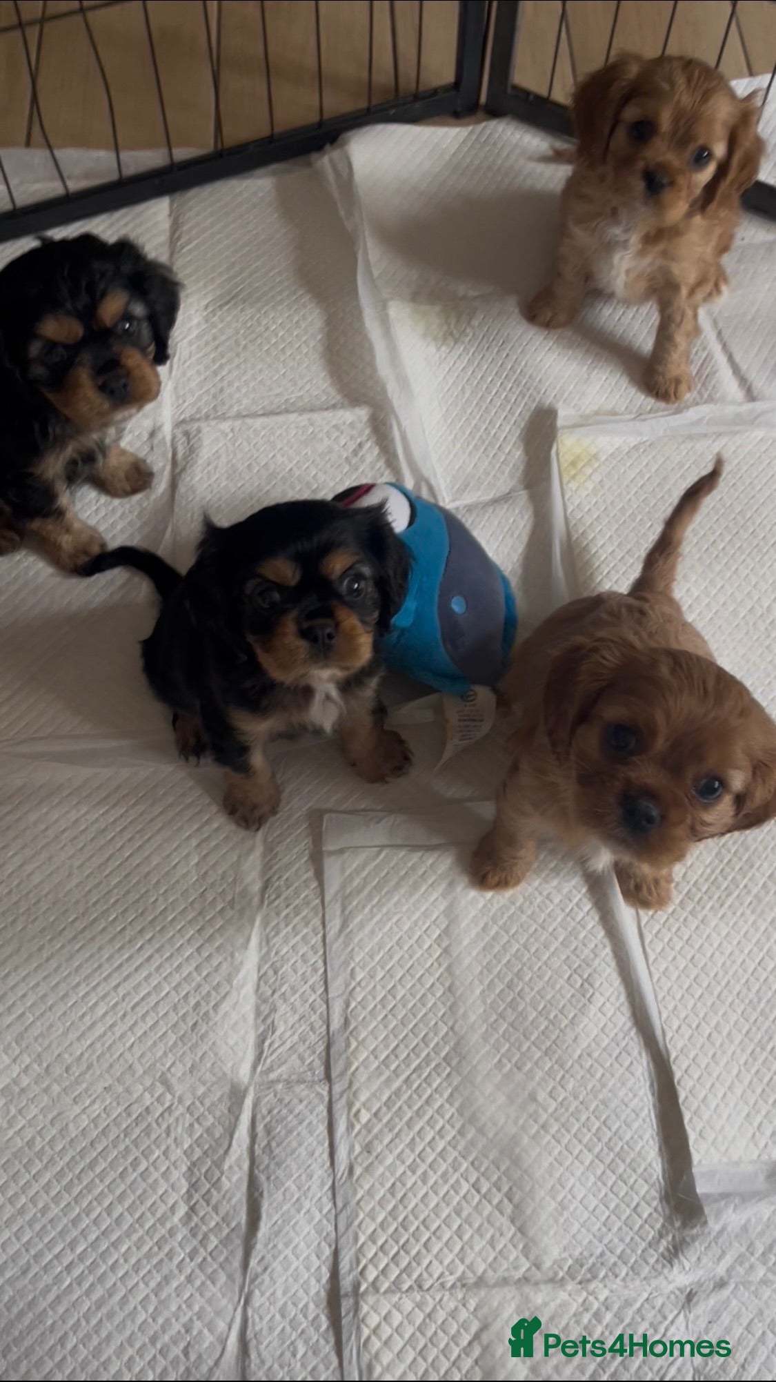Cavalier King Charles Spaniel dogs Beautiful cavalier king charles pups KC registered - Advert 5