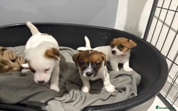 Jack Russell dogs for sale: Traditional old fashioned jack Russel puppies  - Advert 10