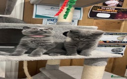 British Shorthair cats for sale: Pedigree Blue British Shorthair 💙💙💙💗💗💗💗 - Image 34