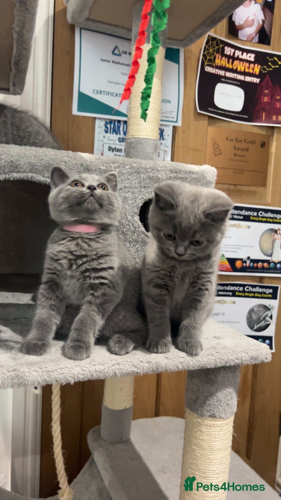 British Shorthair cats for sale: Pedigree Blue British Shorthair 💙💙💙💗💗💗💗 - Image 34