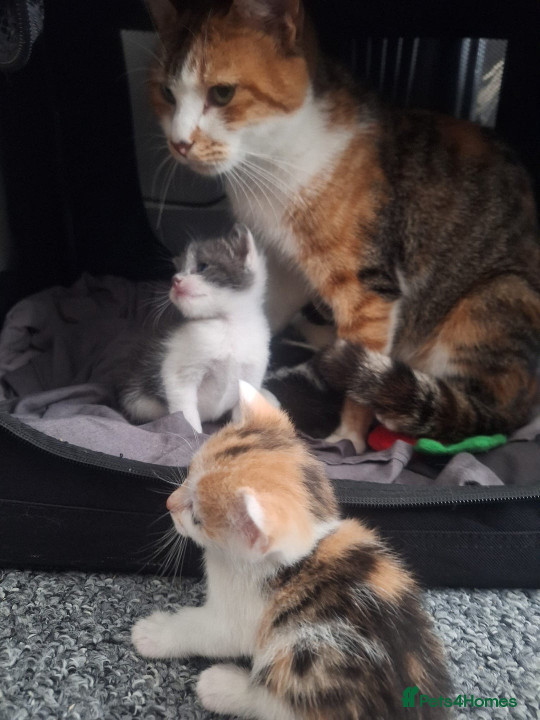 Mixed Breed cats for sale: 5 beautiful, inquisitive fluffy kittens - Image 14