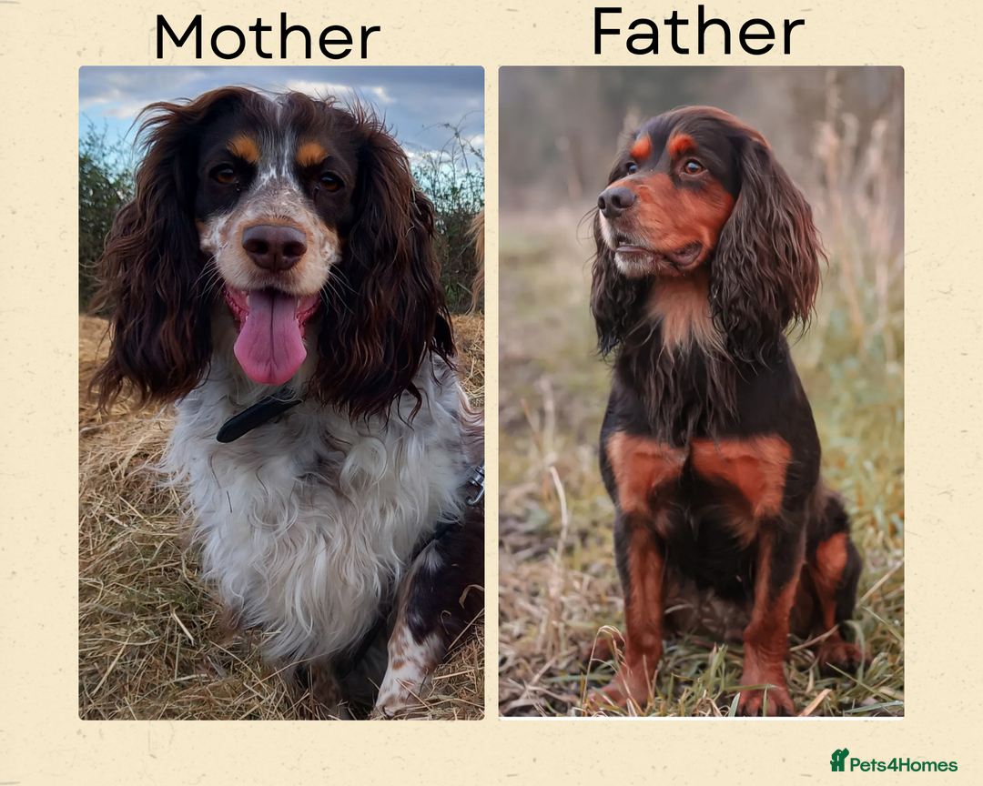 Cocker Spaniel dogs for sale: Chocolate & Tan, Working cocker boys available! - Image 13