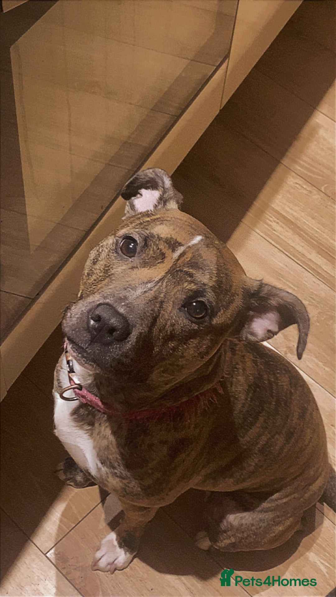 Mixed Breed dogs for sale: Crossbreed Staffordshire BullTerrior - Advert 6