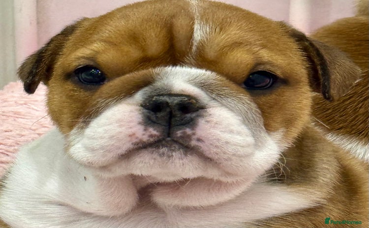 English Bulldog dogs - Advert 4