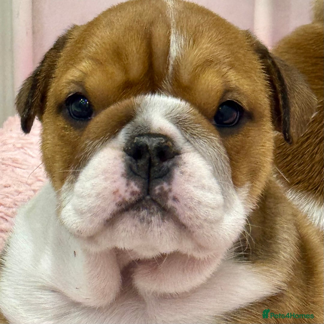 English Bulldog dogs for sale: *2 Healthy Bitches Available To The Best Homes*  - Image 4