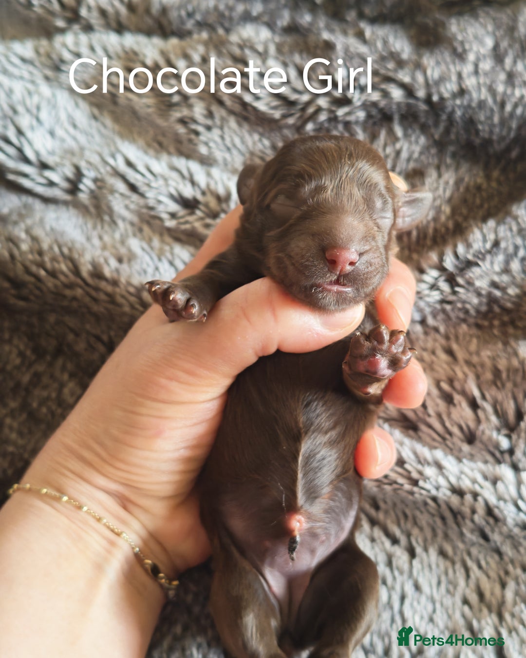 Cockapoo dogs for sale: Cockapoos F1 DNA Health tested patents - Advert 30