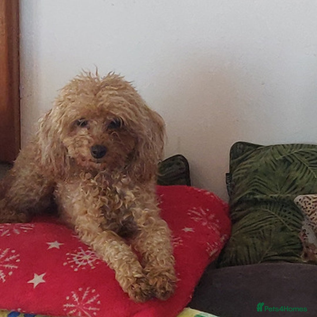 Toy Poodle dogs for sale: outstanding Toy poodle - Advert 1