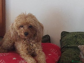 Toy Poodle dogs outstanding Toy poodle - Advert 1