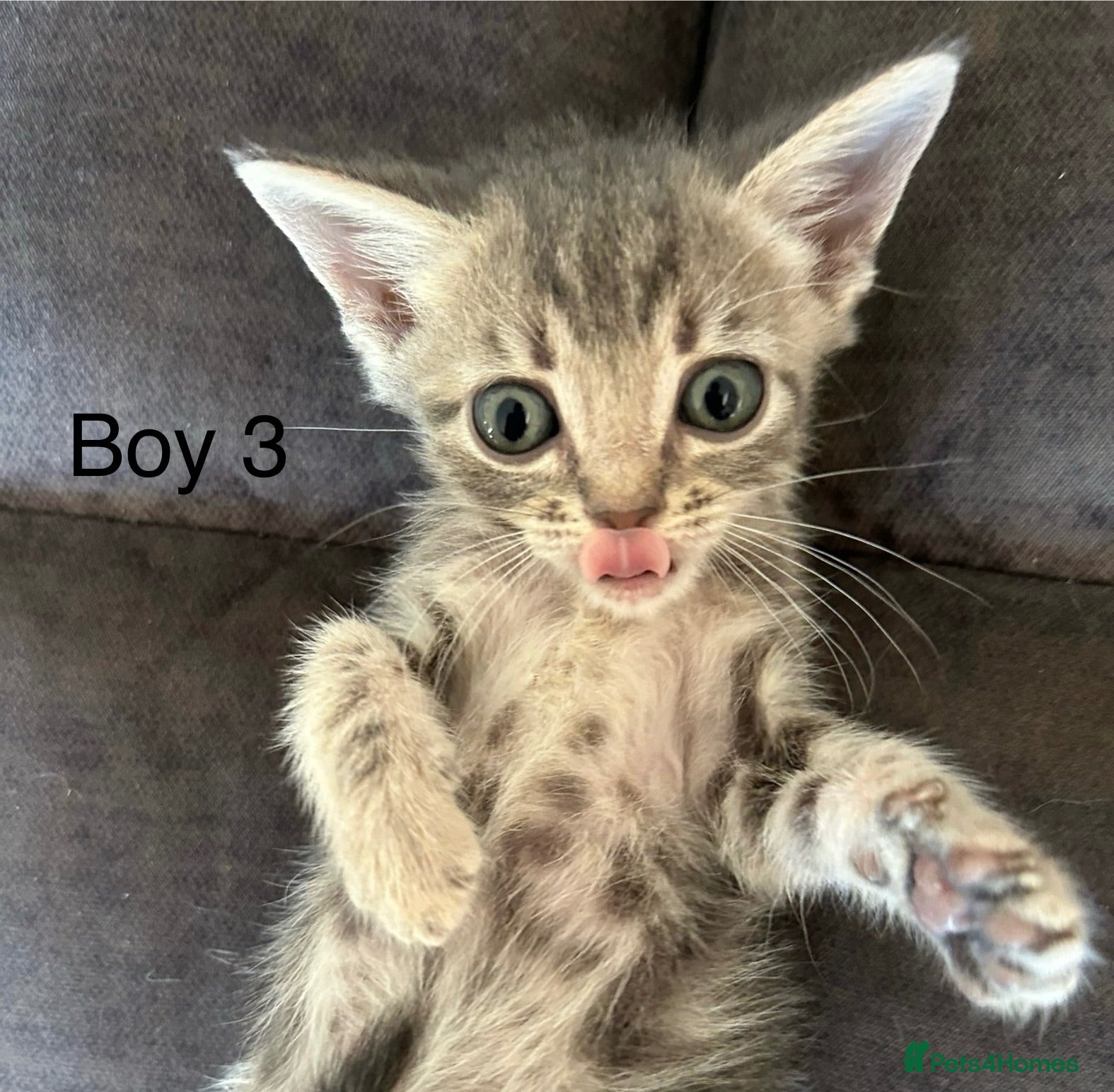 Mixed Breed cats Stunning kittens available ready now  - Advert 2
