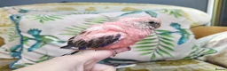 Cockatiels birds for sale: DNA sexed hand tamed cockatiels and Bourkes - Advert 21