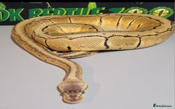 Python Snake reptiles for sale:  Royal Python - Image 2