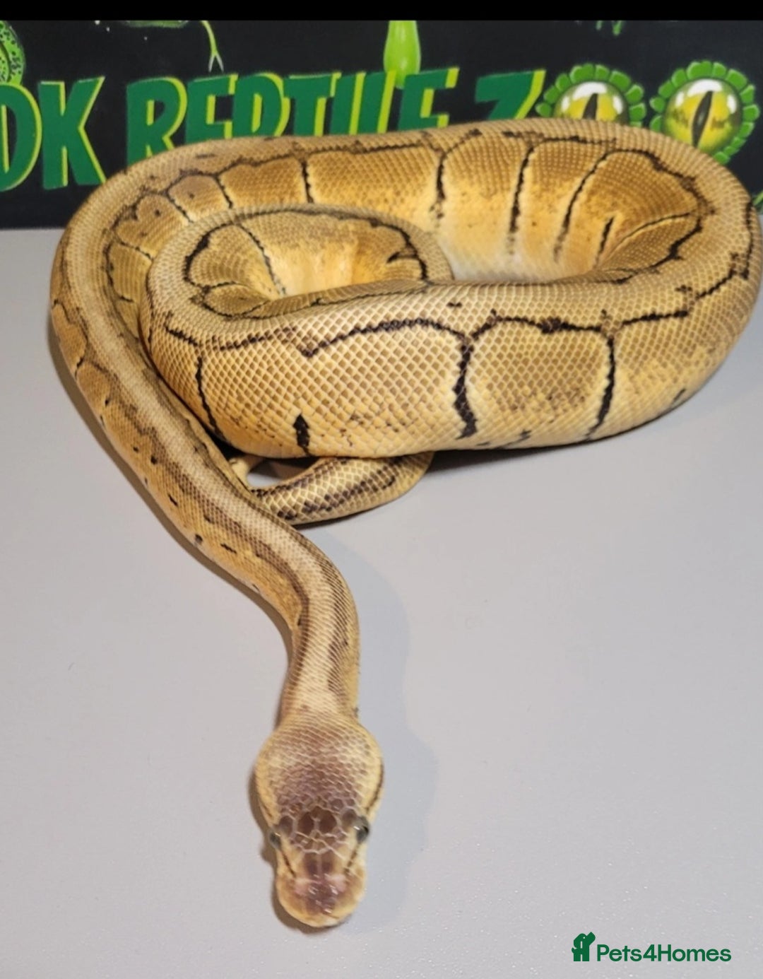 Python Snake reptiles for sale:  Royal Python - Image 2