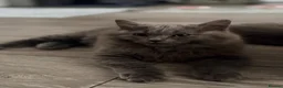 British Longhair cats for sale: British longhair kittens  - Advert 12
