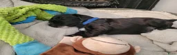 Sprocker dogs for sale: Beautiful, healthy Spaniel puppies. in Dover - Advert 29