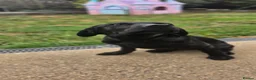 Labrador Retriever dogs for sale: 1 STUNNING BLACK KC BOY - Advert 4
