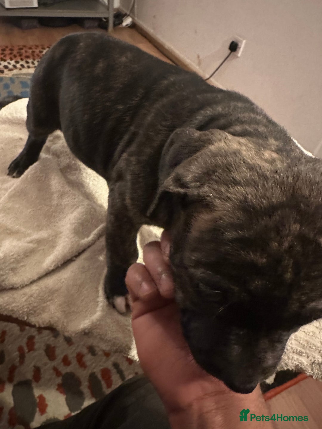 Mixed Breed dogs for sale: Beautiful staffy puppies looking for forever home  - Advert 21
