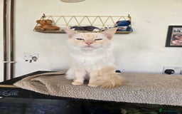 Ragdoll cats for sale: Nala my flame point ragdoll  - Advert 2