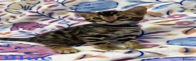 Bengal Kitten Blue
