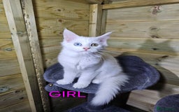 Maine Coon cats for sale: MAINE COON  - Image 5