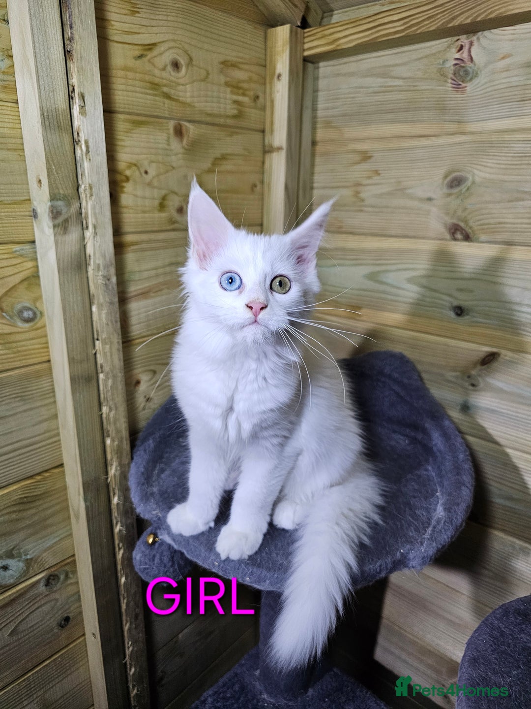 Maine Coon cats for sale: MAINE COON  - Image 5