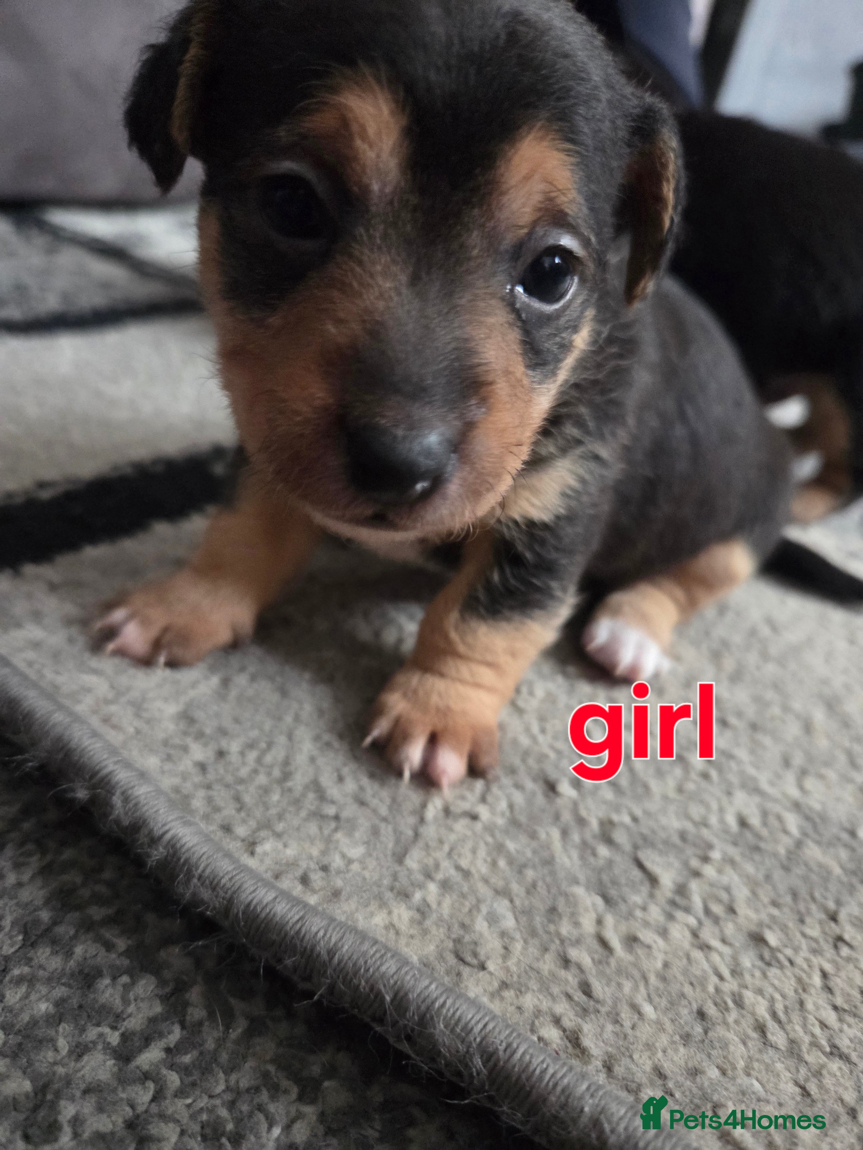 Mixed Breed dogs Border jack pups - Advert 8