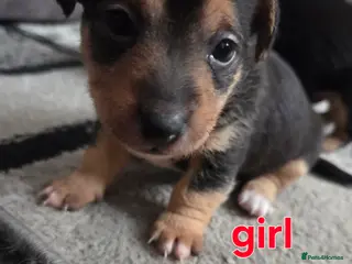 Mixed Breed dogs Border jack pups - Advert 8