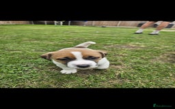 Jack Russell dogs for sale: Last jack russell  - Image 1