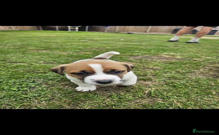 Jack Russell dogs - Advert 1