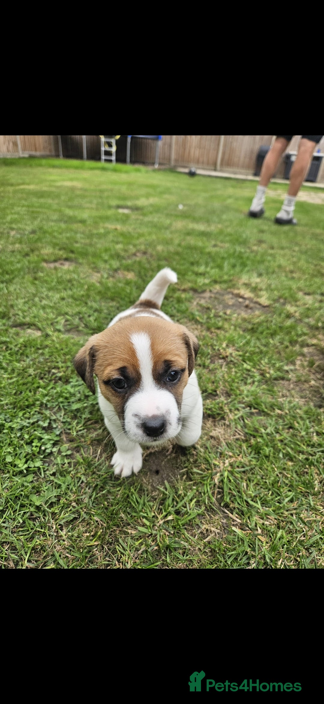 Jack Russell dogs for sale: Last jack russell  - Image 1