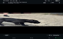 Cane Corso dogs for sale: Last 3 of the 10 cane cane corso puppys left  - Image 16